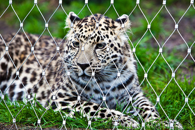  Zoo Enclosure 